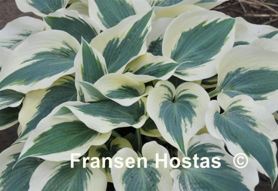 Hosta Firn Line